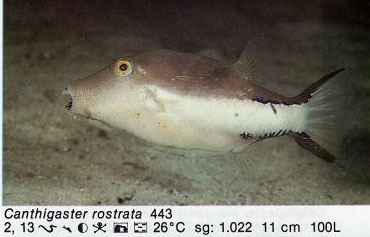 Canthigaster rostrata